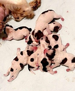 SPRINGER SPANIEL PUPPIES