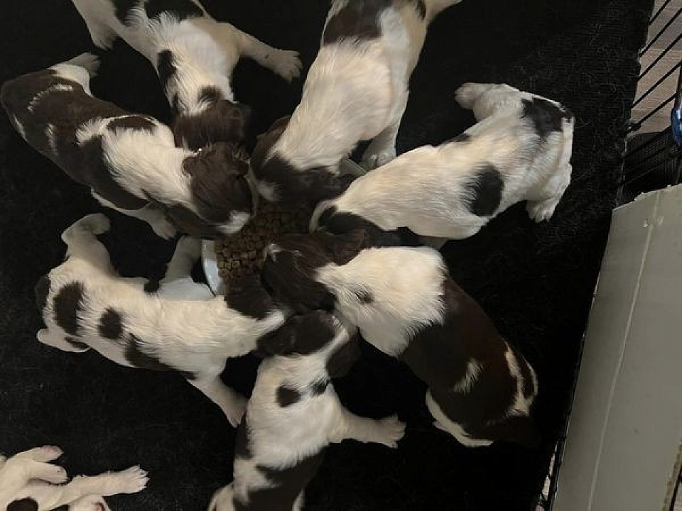 Two Hills Springer puppies