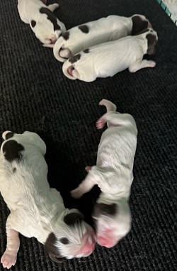 Whitney’s puppies