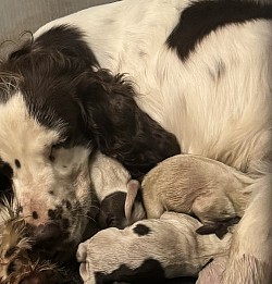 1 hour old babies